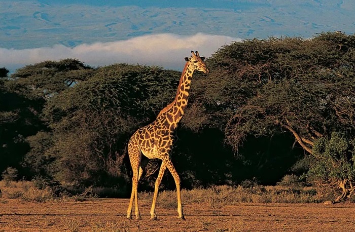 Visa Free African Destinations To Visit